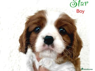 Cavalier King Charles Spaniel dogs Beautiful Cavalier King Charles Puppies - Advert 6
