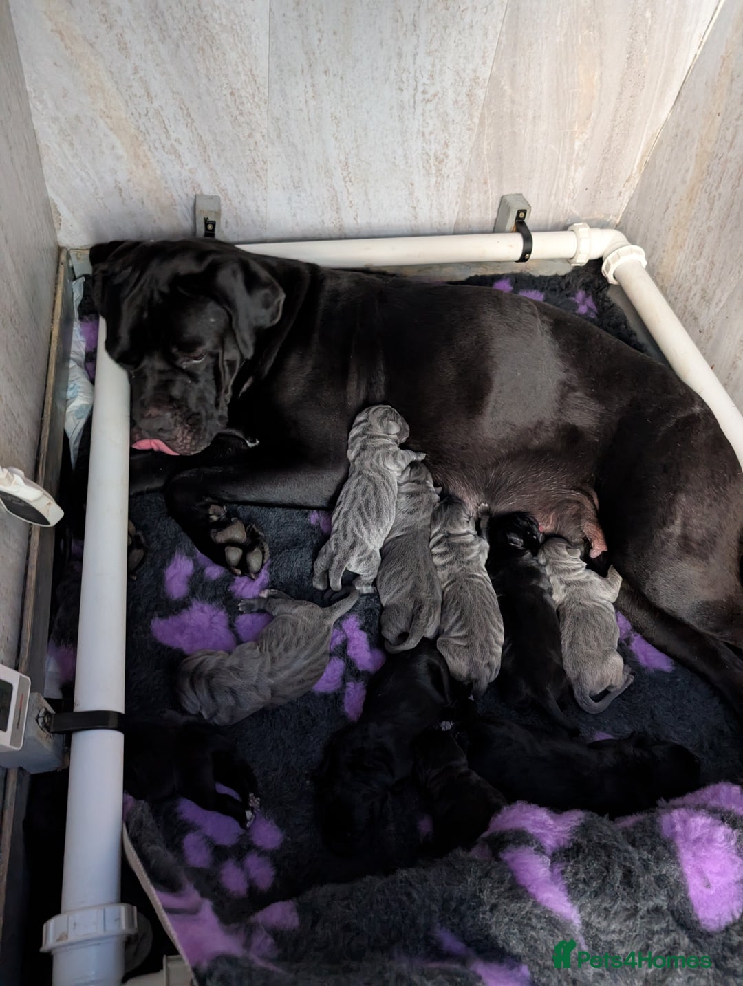 Cane Corso dogs for sale: Cane corso puppies.. - Image 28