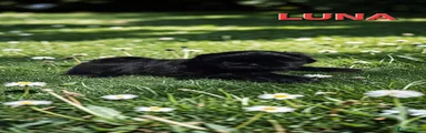 Shih Tzu Puppy 4