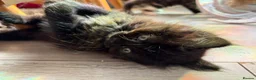 Mixed Breed cats for sale: Beautiful mixed-breed kittens! - Advert 13