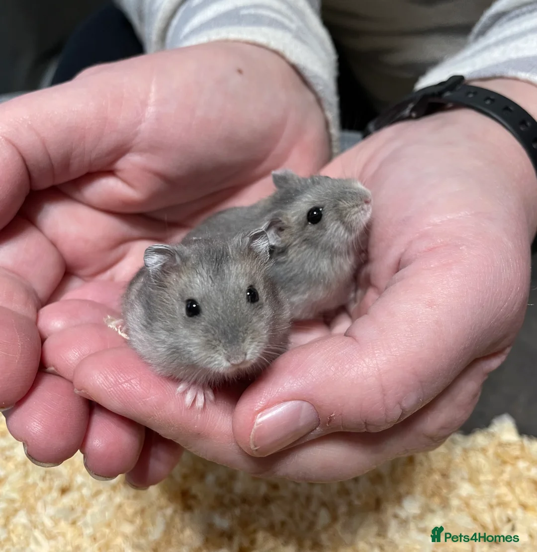 Hamster rodents for sale: Baby Winter White Russian hamsters from show stock - Advert 6