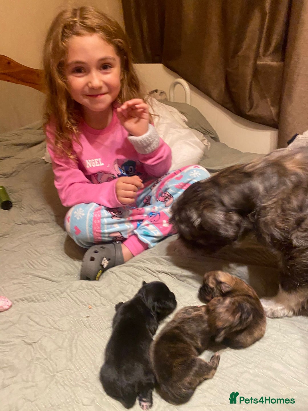 Mixed Breed dogs for sale: Beautiful puppies - Advert 14