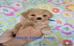 Maltipoo dogs for sale: F1 Maltipoo puppies 🐶 Just 2 girls remaining  - Advert 12