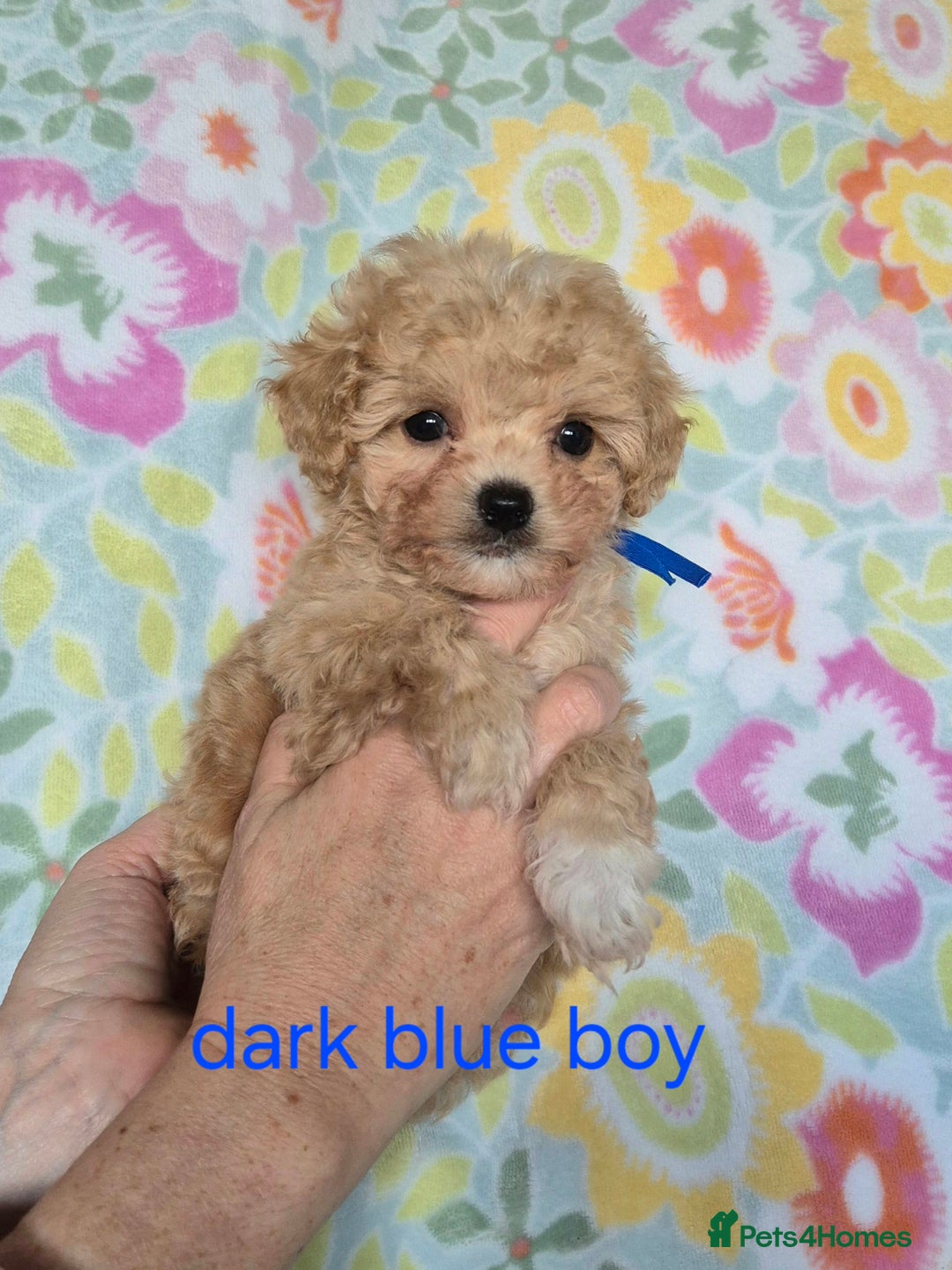 Maltipoo dogs for sale: F1 Maltipoo puppies 🐶 Just 2 girls remaining  - Advert 12