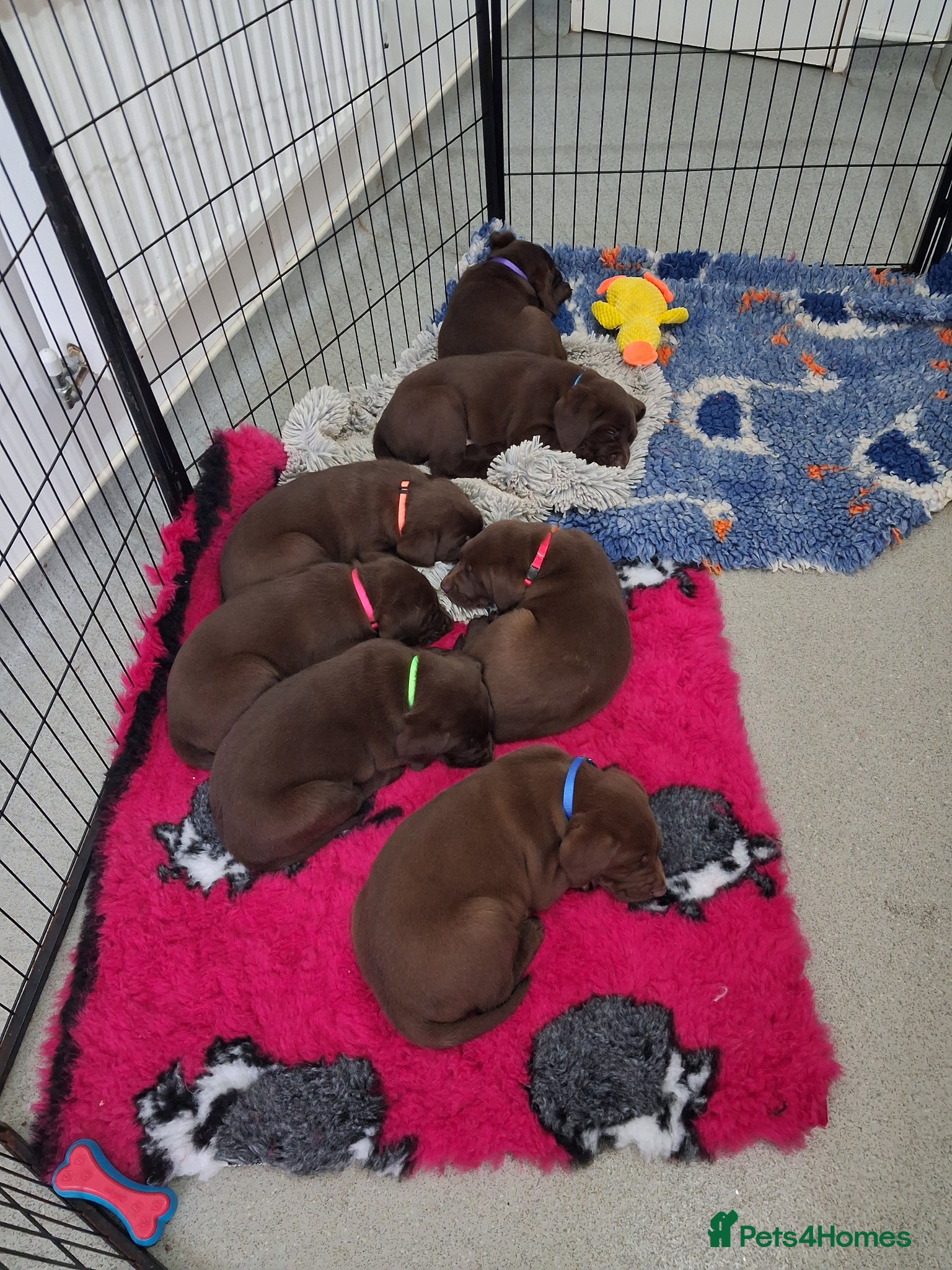 Labrador Retriever dogs KC Registered Chocolate Lab Pups - Advert 8