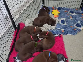 Labrador Retriever dogs KC Registered Chocolate Lab Pups - Advert 8