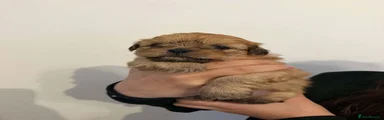 Shih Tzu 3