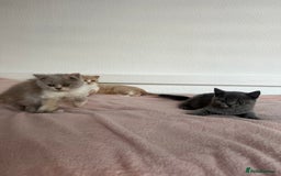 British Shorthair cats for sale: ChampionLine Kittens ready now  - Image 2