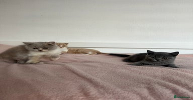 British Shorthair cats - Advert 11