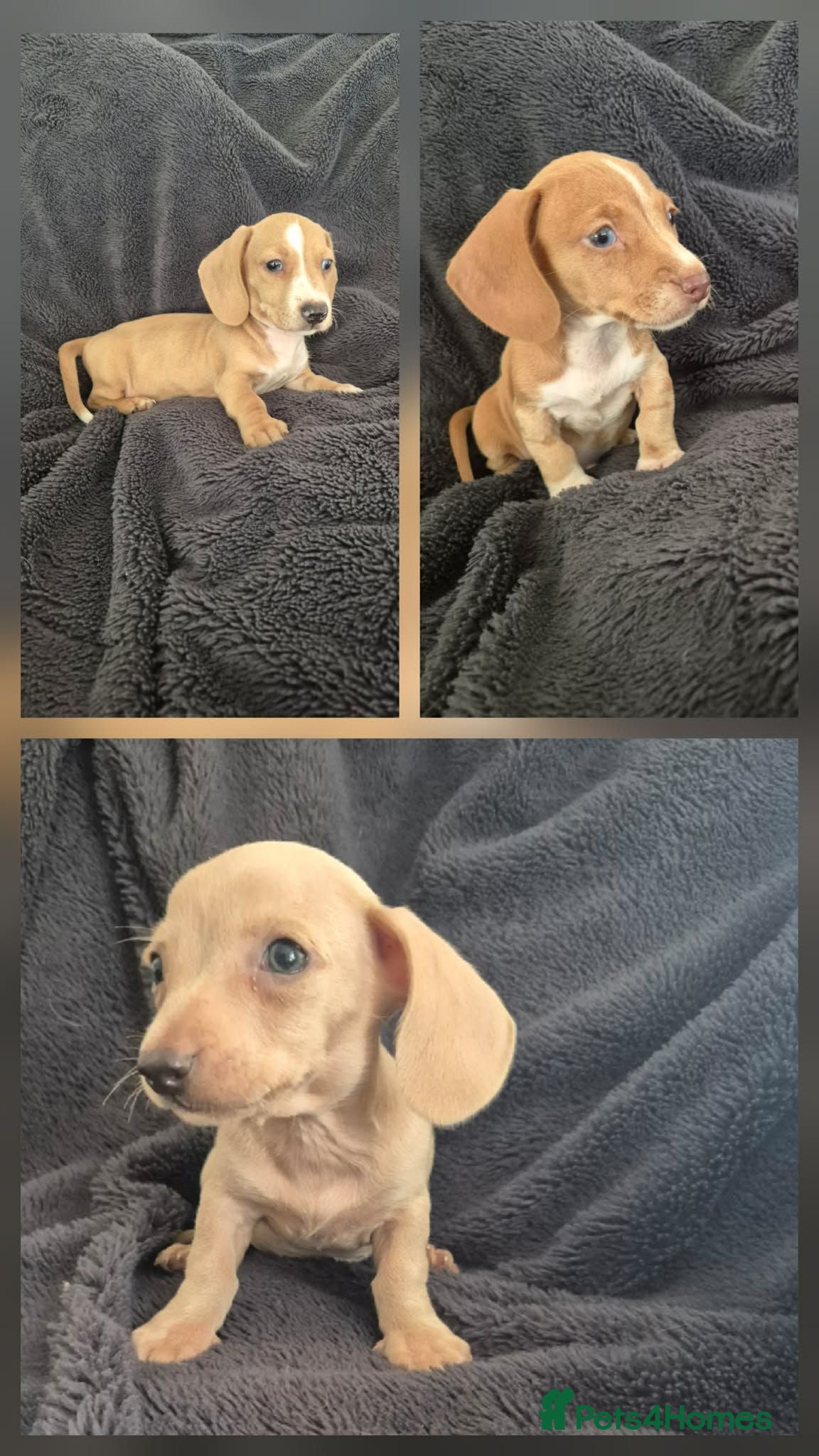 Miniature Dachshund dogs  isabella & tanned girl ready NOW - Advert 1