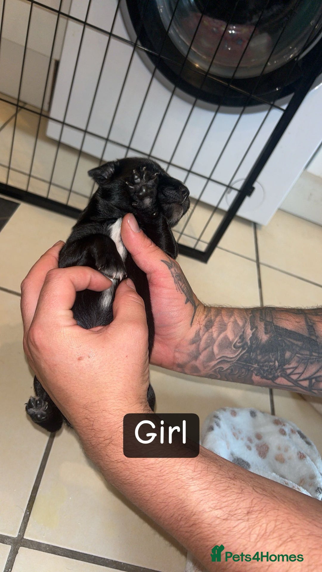 Mixed Breed dogs for sale: 5 beautiful mixed puppies  - Image 3