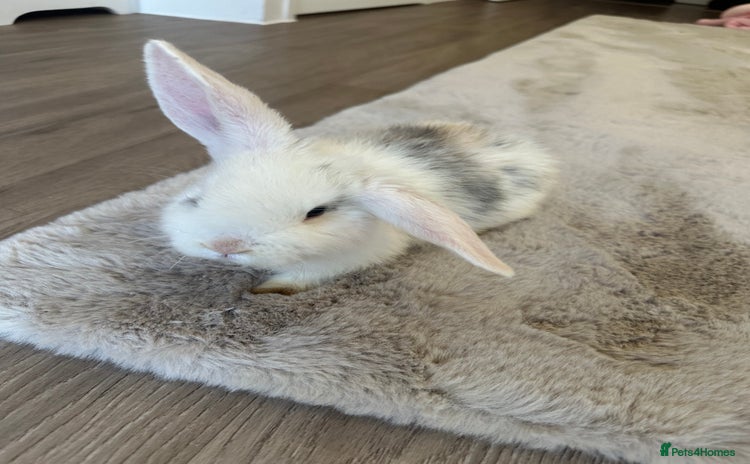 English Lop rabbits - Advert 1