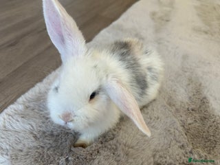 English Lop rabbits - Advert 6