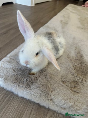 English Lop rabbits - Advert 1