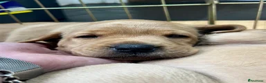 Labrador Retriever Puppy 4