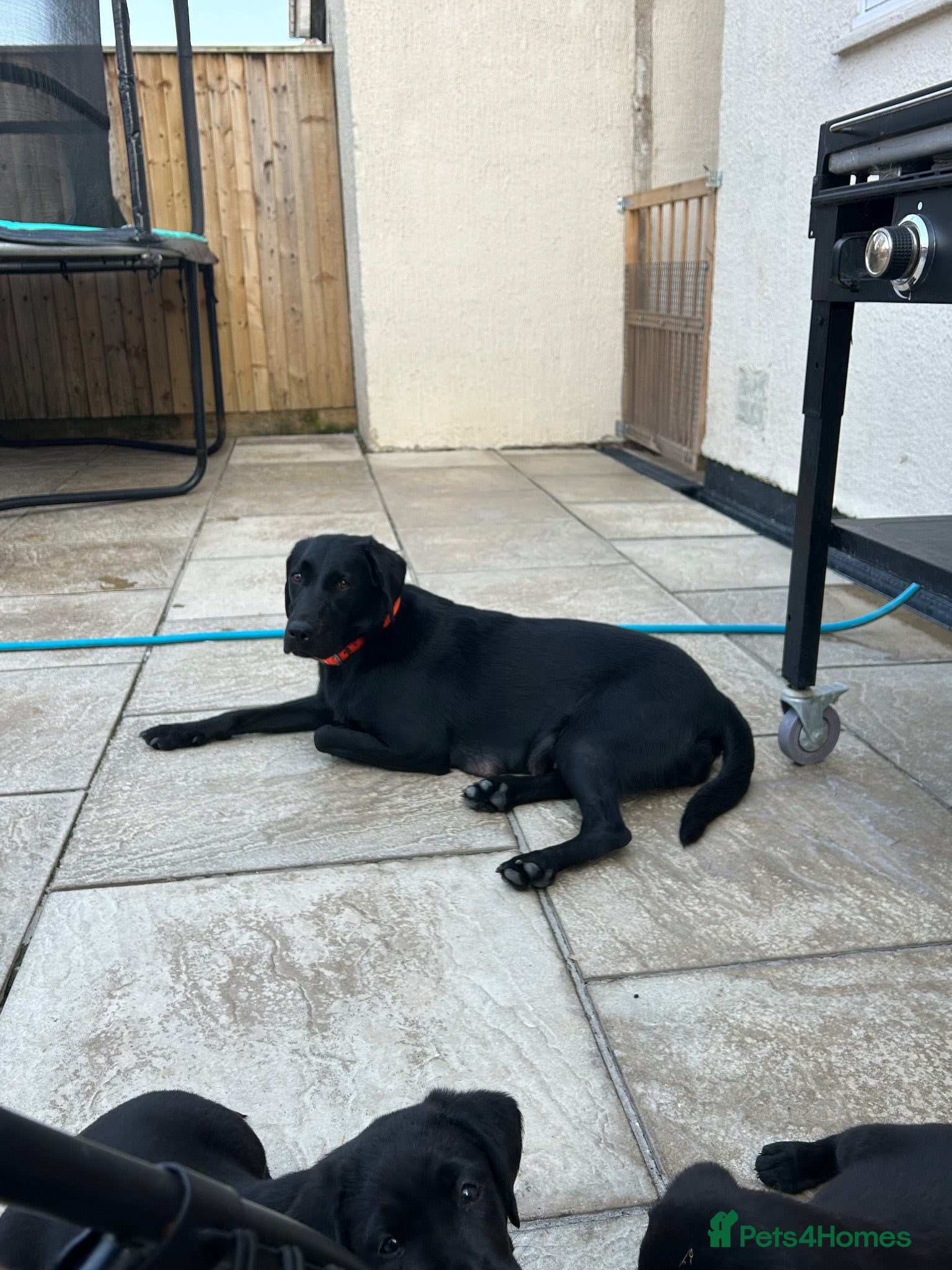 Labrador Retriever dogs 3 boys Labrador puppy’s ready to leave - Advert 2