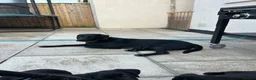 Labrador Retriever dogs for sale: 3 boys Labrador puppy’s ready to leave - Advert 16