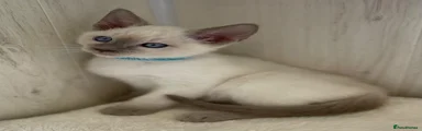Siamese 7