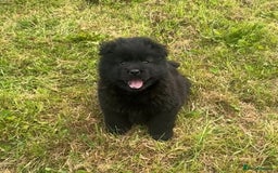 Chow Chow dogs for sale: Exotic colour chowsky puppies for sale  - Image 11
