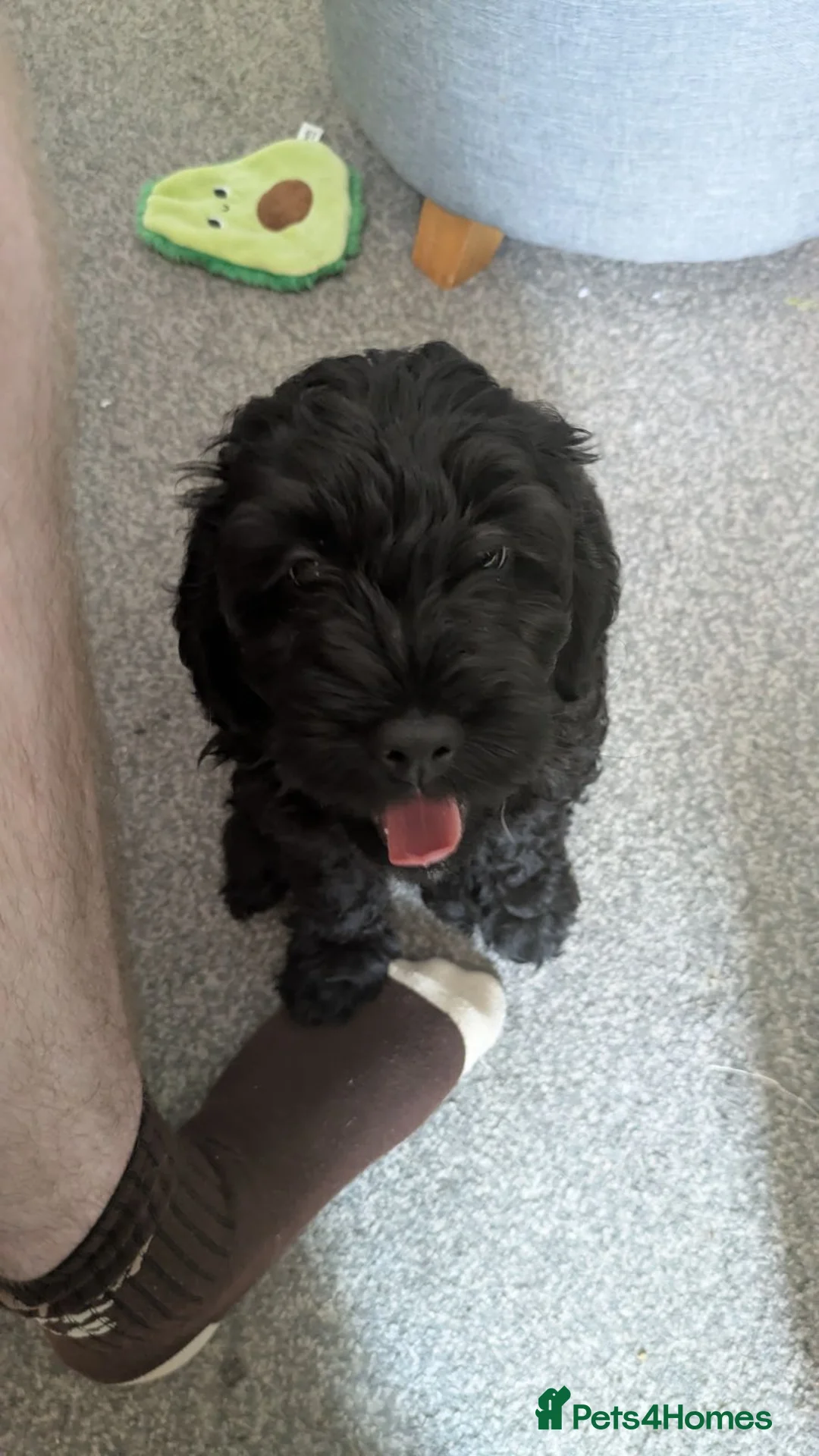 Cavapoo dogs for sale: Cavapoo puppy in Derby - Advert 3