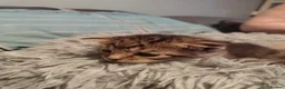 Mixed Breed cats for sale: Mixed tabby kittens 5 for sale . in Corby - Advert 10