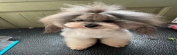 Toy Poodle dogs for stud: 7.5inch Toy HEALTH TESTED ASIAN IMPORT in Guildford - Advert 12