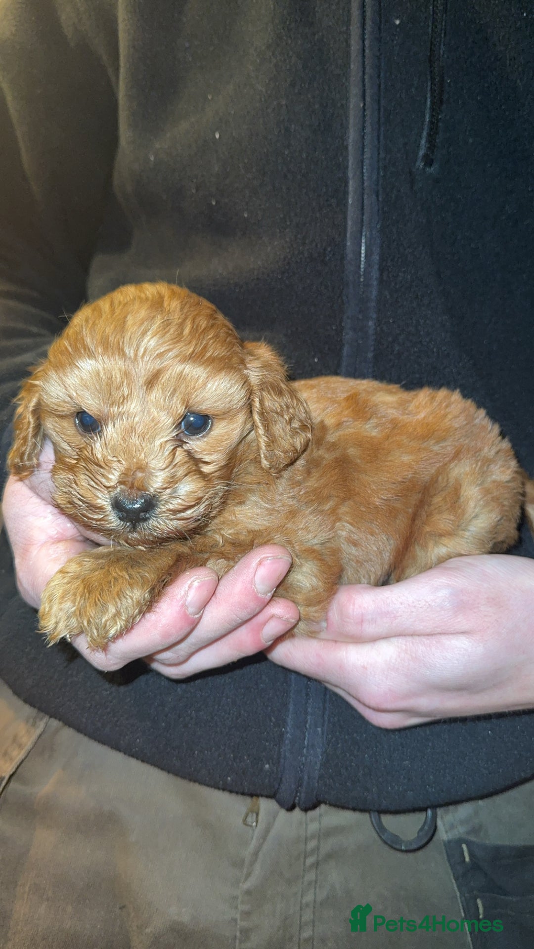 Cockapoo dogs for sale: Beautiful cockapoo puppy  - Advert 4