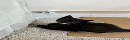 British Shorthair cats for sale: Two playful and friendly tuxedo kittens left  - Advert 4