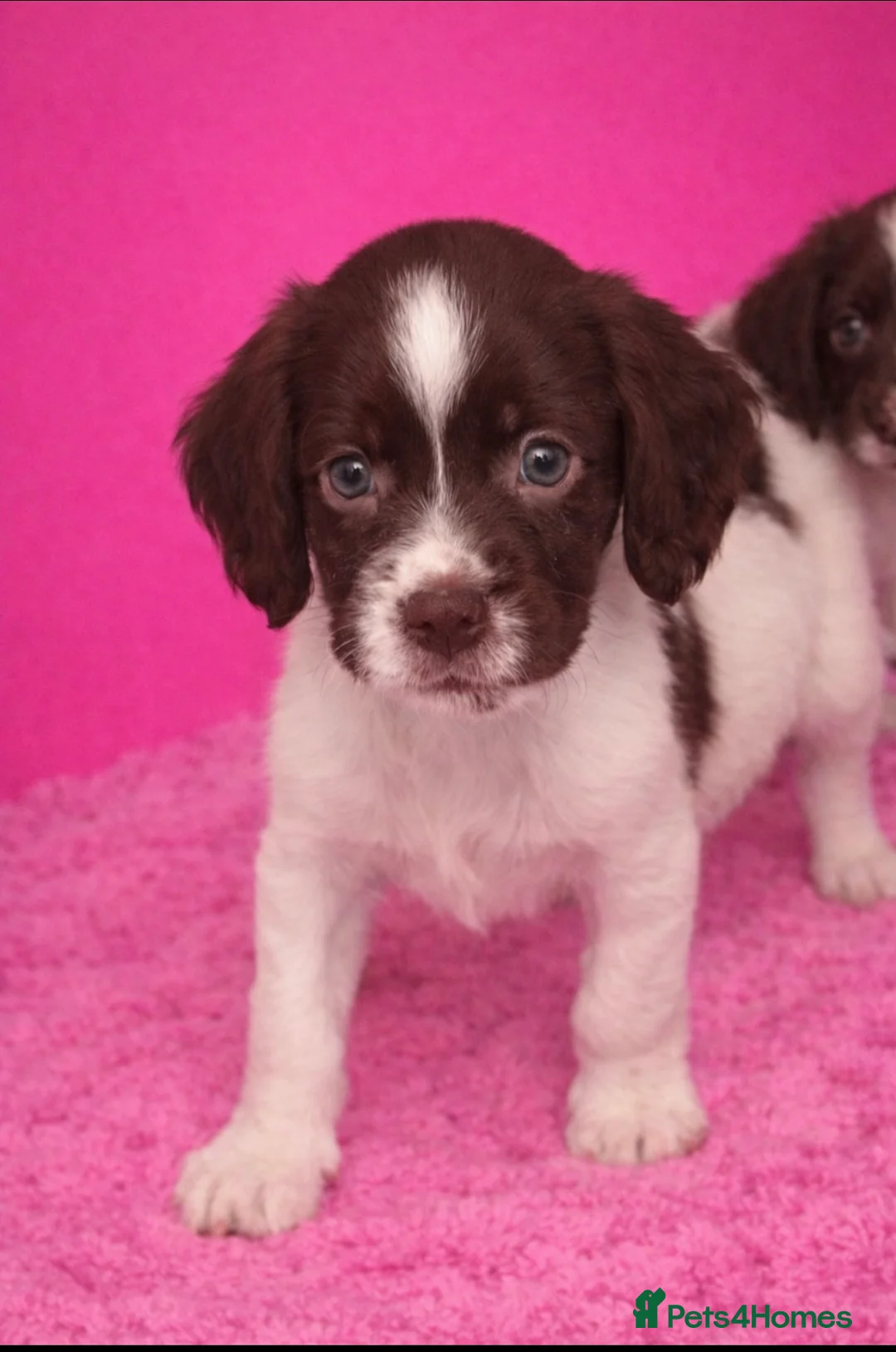 Cocker Spaniel dogs for sale: Cocker spaniel puppies for sale - Advert 2