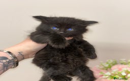 Ragdoll cats for sale: Beautiful main coon X ragdoll kittens - Image 8