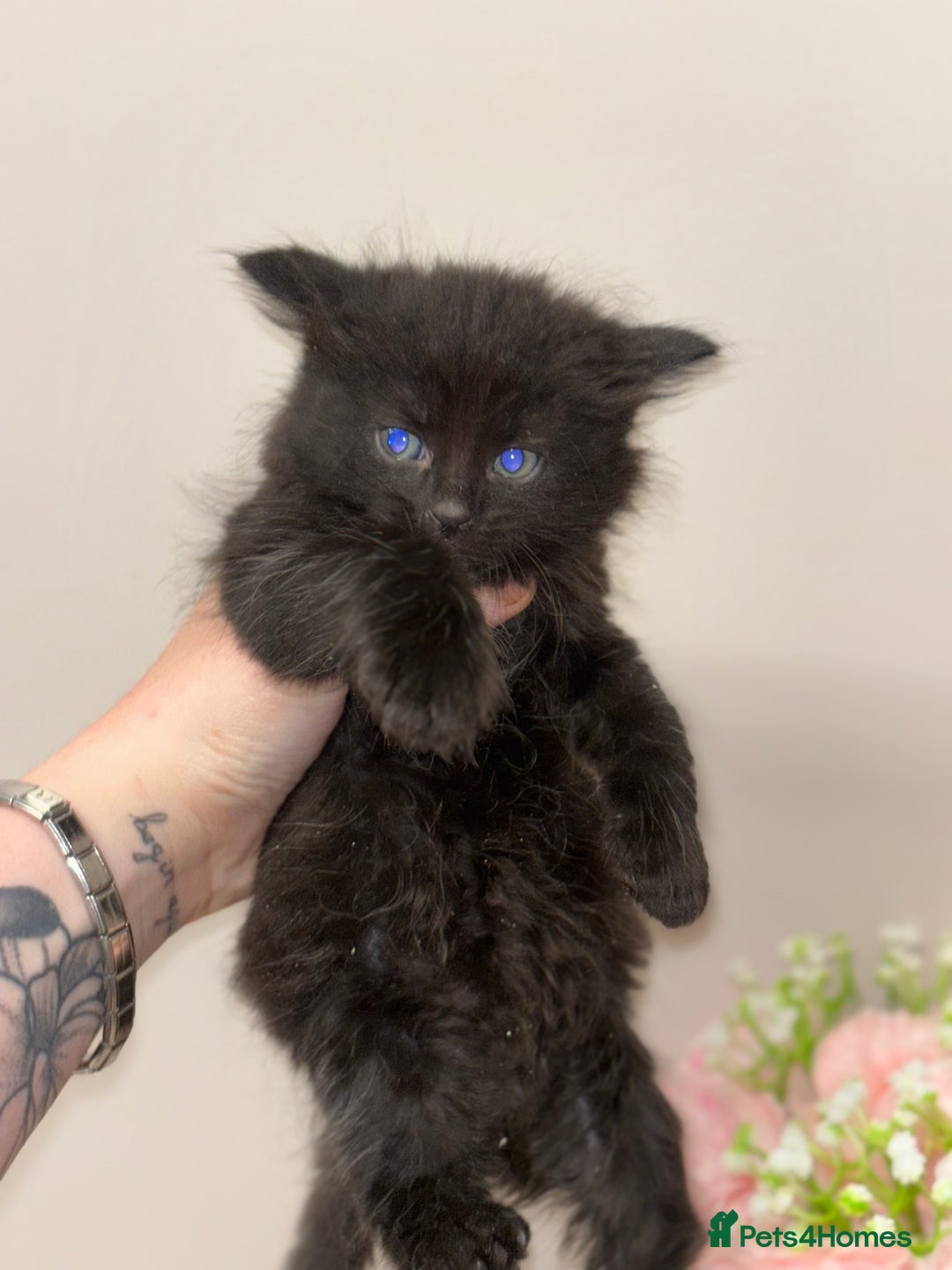 Ragdoll cats for sale: Beautiful main coon X ragdoll kittens - Image 8