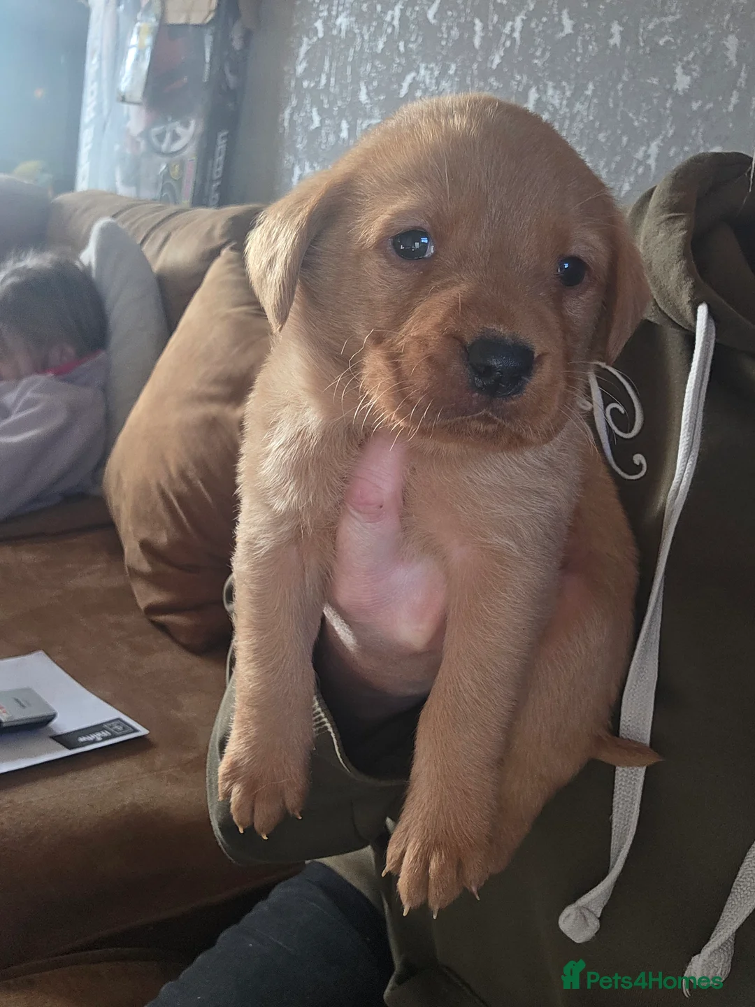 Labrador Retriever dogs for sale: 8 labrador puppies for sale  - Advert 12