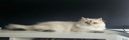 British Longhair cats for sale: Stunning Colour Point Girl - Advert 7