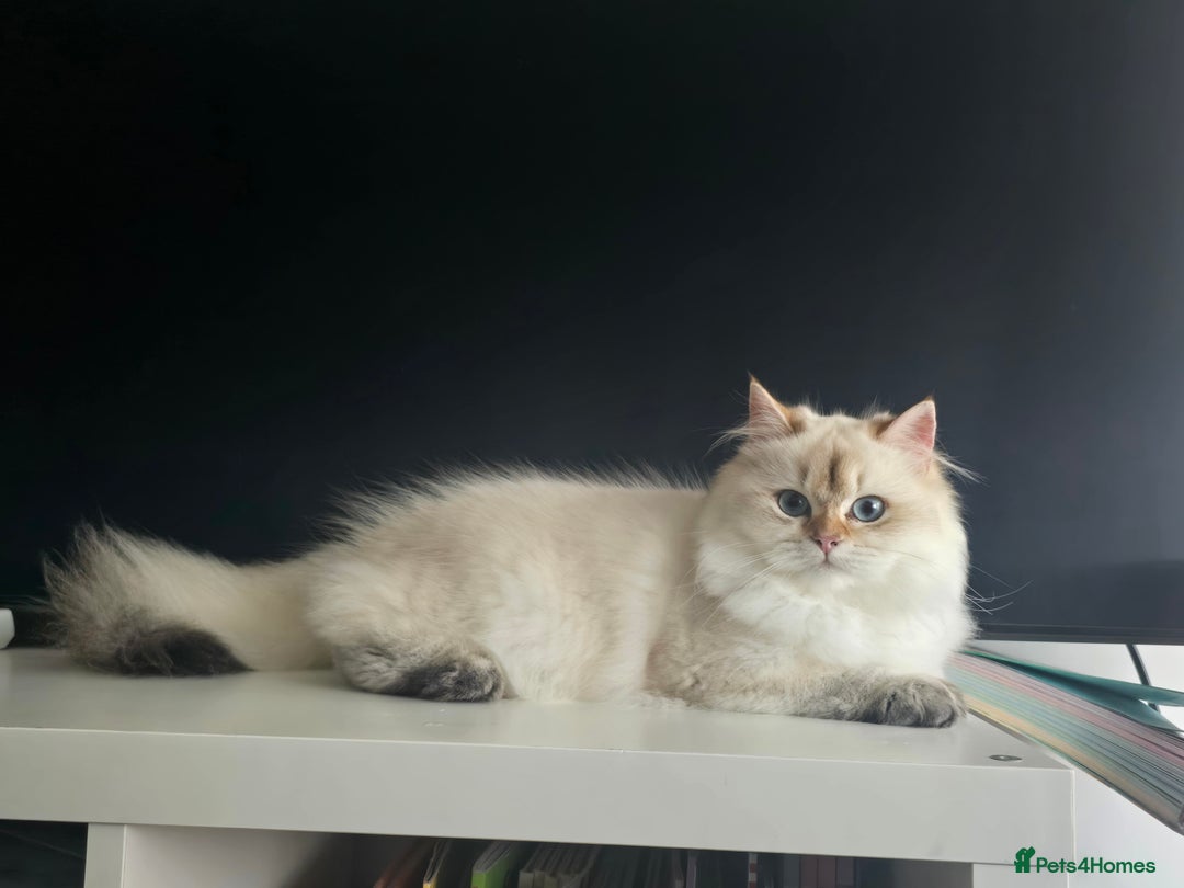 British Longhair cats for sale: Stunning Colour Point Girl - Advert 7