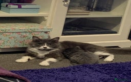 Mixed Breed cats for sale: Rag doll cross x Turkish angora  - Image 3