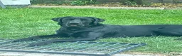 Labrador Retriever dogs for sale: Meet Milo  in Waterlooville - Advert 1