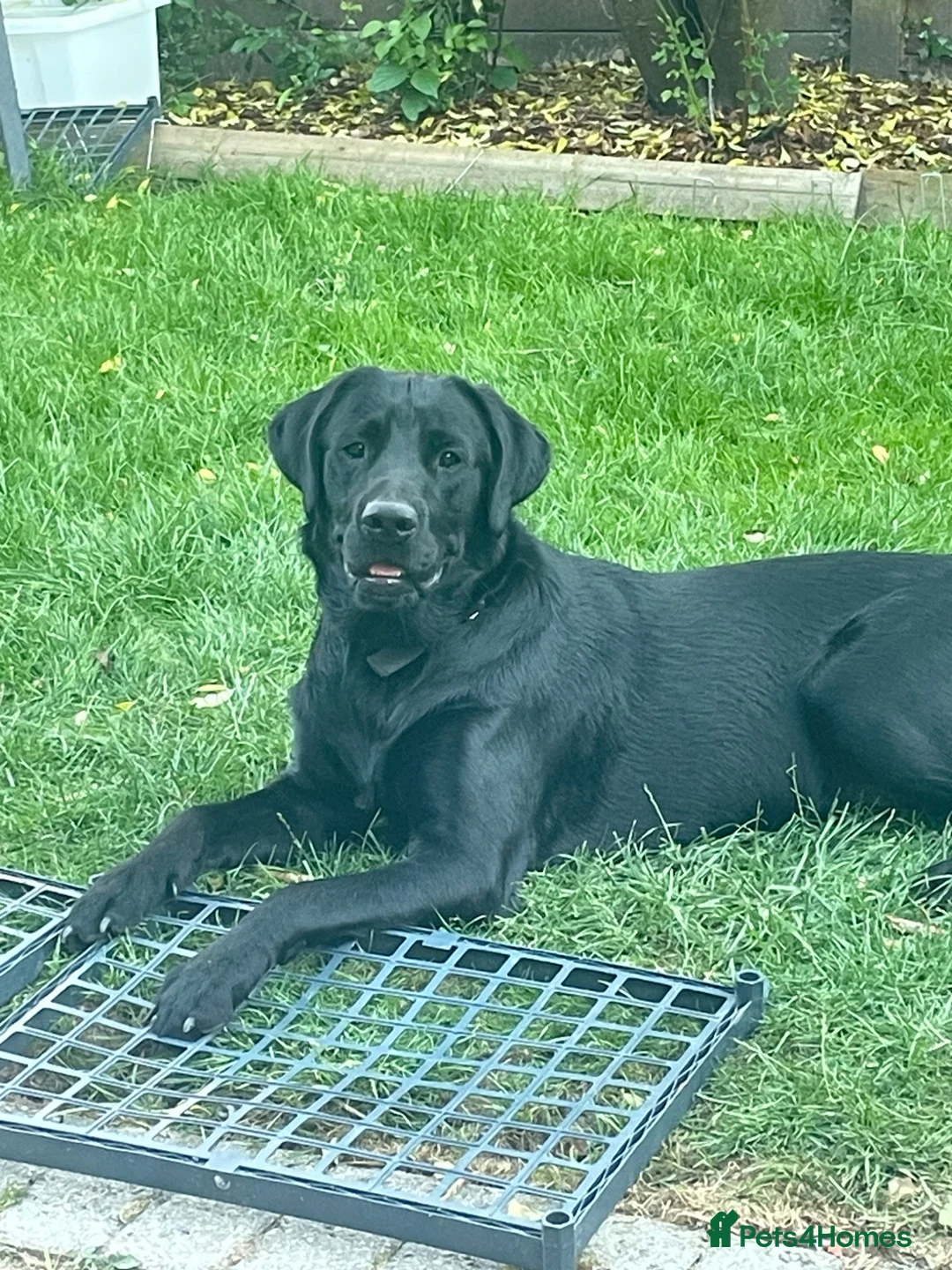 Labrador Retriever dogs for sale: Meet Milo  in Waterlooville - Advert 1