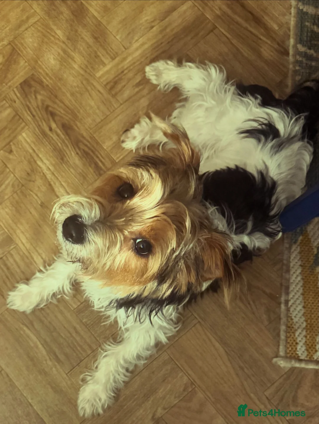 Yorkshire Terrier dogs for adoption: 🐾🍪COOKIE – a Charming Little Y.T. Gentleman 🍪🐾 - Advert 2