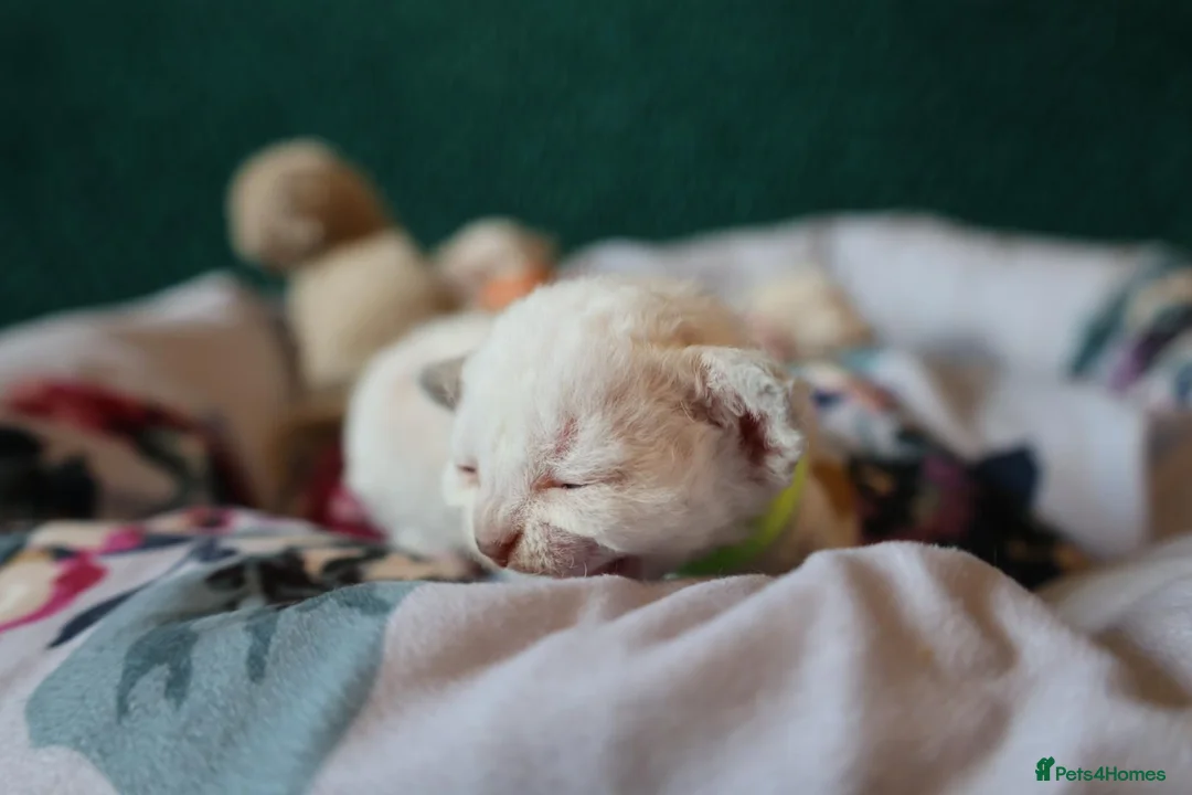 Devon Rex cats for sale: Devon rex kittens FIFE registered/spayed in Rainham - Advert 1