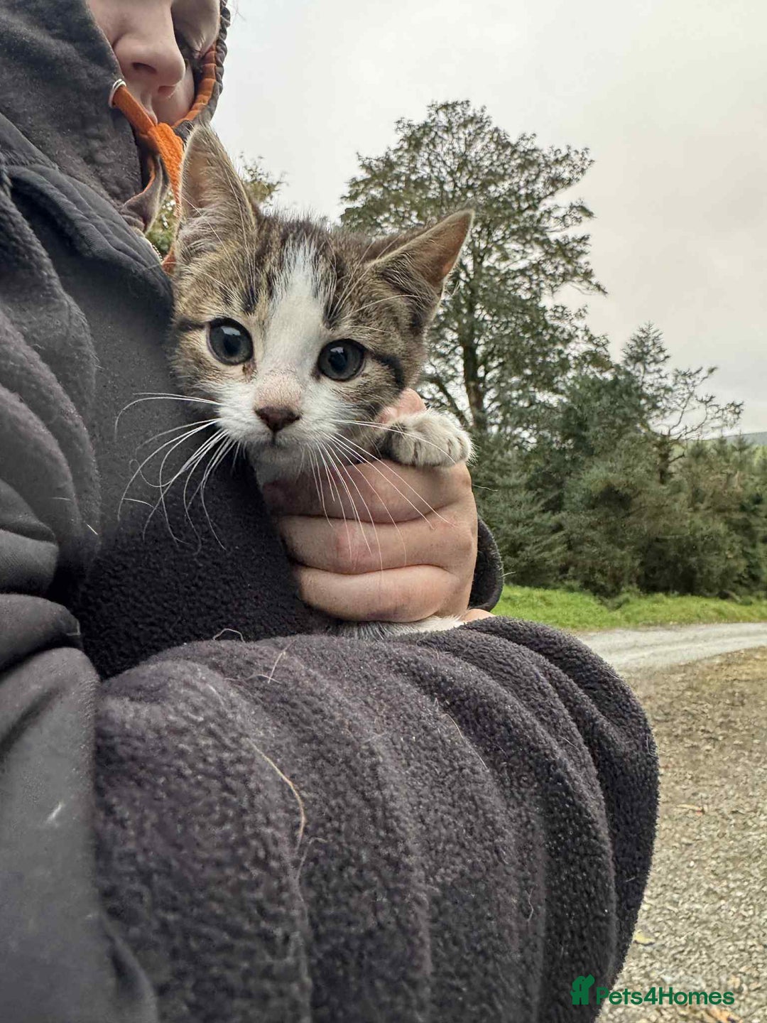 Mixed Breed cats for sale: Kittens for Free - Advert 2