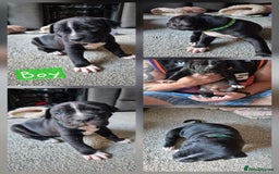 Mixed Breed dogs for sale: Staffie cross sharpei  - Image 9