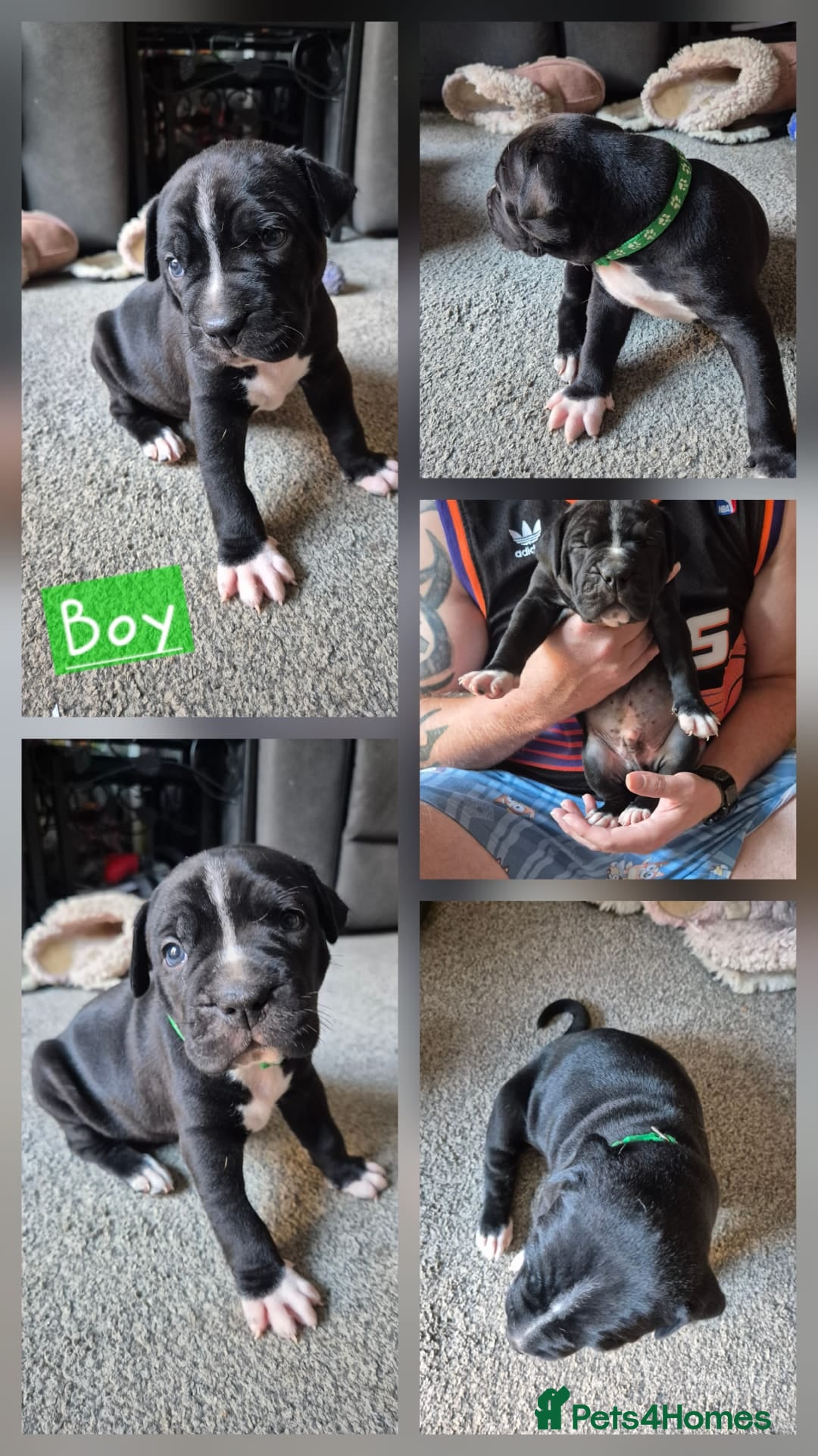 Mixed Breed dogs for sale: Staffie cross sharpei  - Image 9