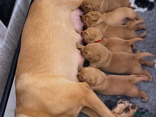 Labrador Retriever dogs Beautiful Fox Red Labrador KC Reg Puppies - Advert 2