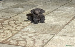 Irish Water Spaniel dogs for sale: Irish water spaniel pup - Image 2