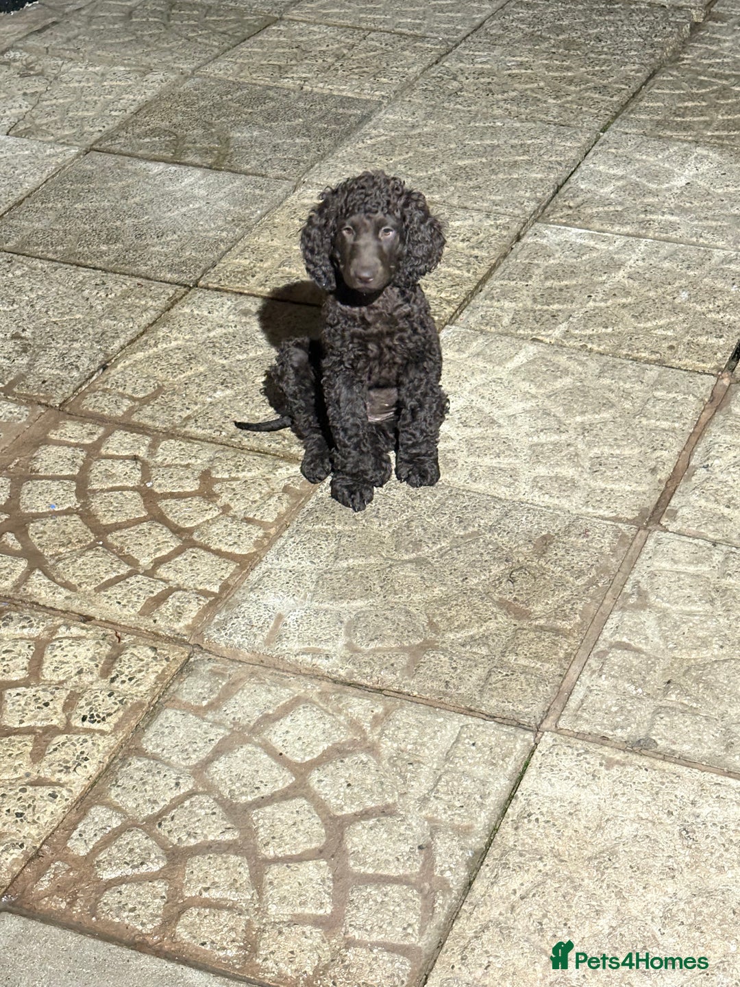 Irish Water Spaniel dogs for sale: Irish water spaniel pup - Image 2