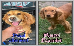 Cocker Spaniel dogs for sale: 5 beautiful show cocker spaniel puppies  - Image 2