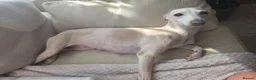 Italian Greyhound dogs for sale: Blue Italian greyhound - Advert 11