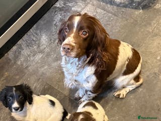 English Springer Spaniel dogs Springer Pups looking for new homes - Advert 3