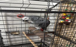 Parrots birds for sale: African grey for sale  - Advert 5