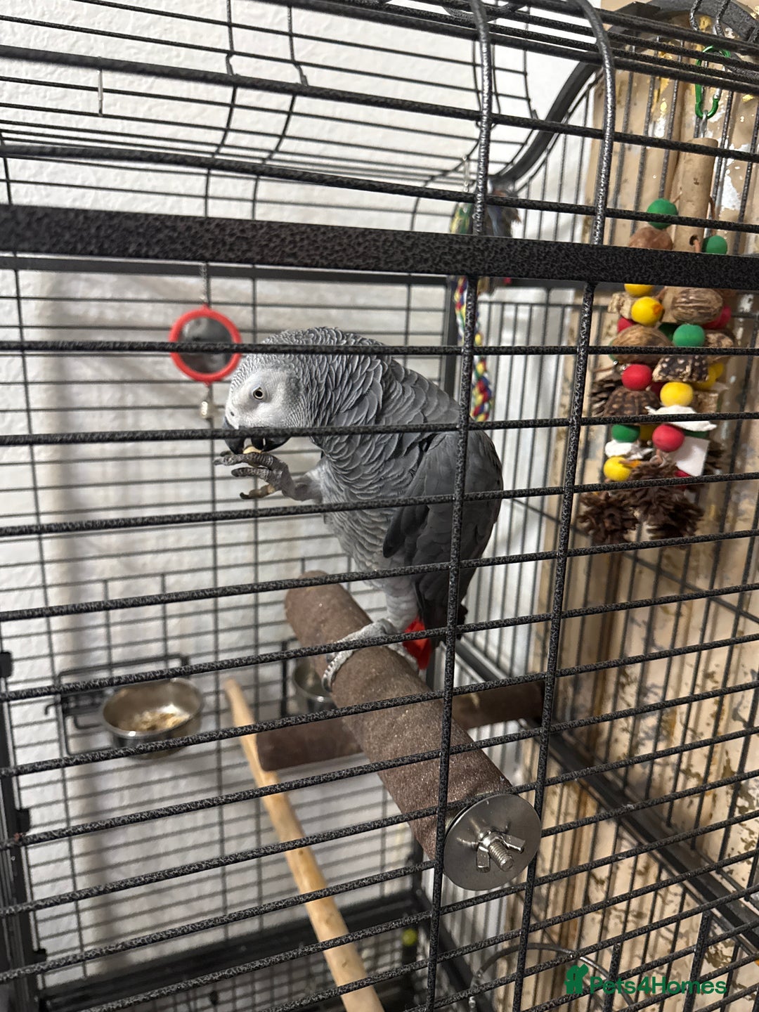 Parrots birds for sale: African grey for sale  - Advert 5